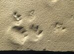 Synapsid and Invertebrate Trackways - Permian #7083-2
